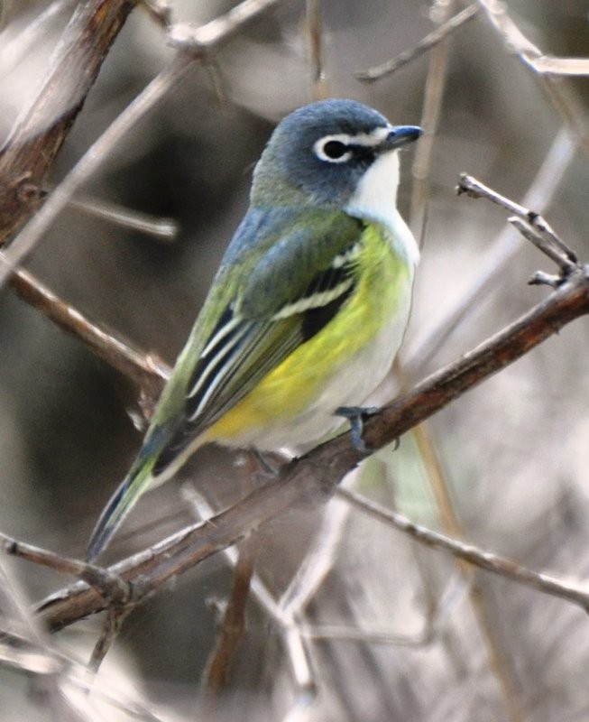 Blue-headed Vireo - ML36046621