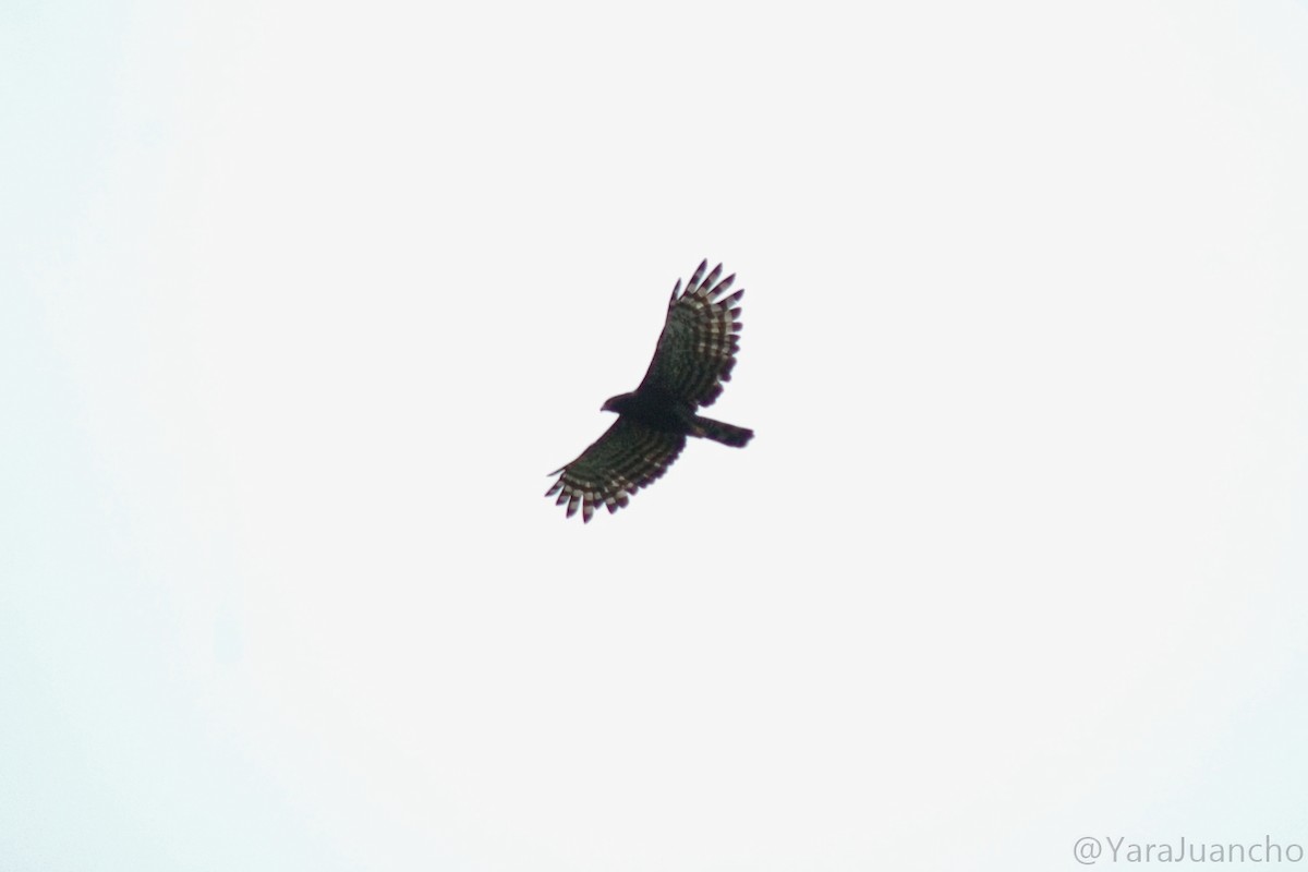 Águila Negra - ML360466761