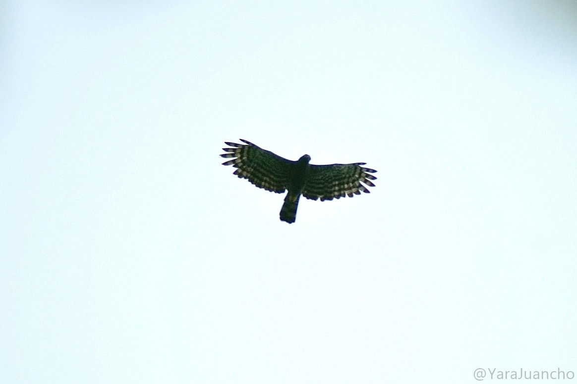 Black Hawk-Eagle - Juan Escudero