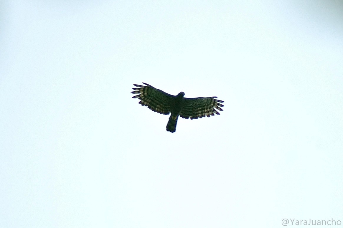 Águila Negra - ML360466781