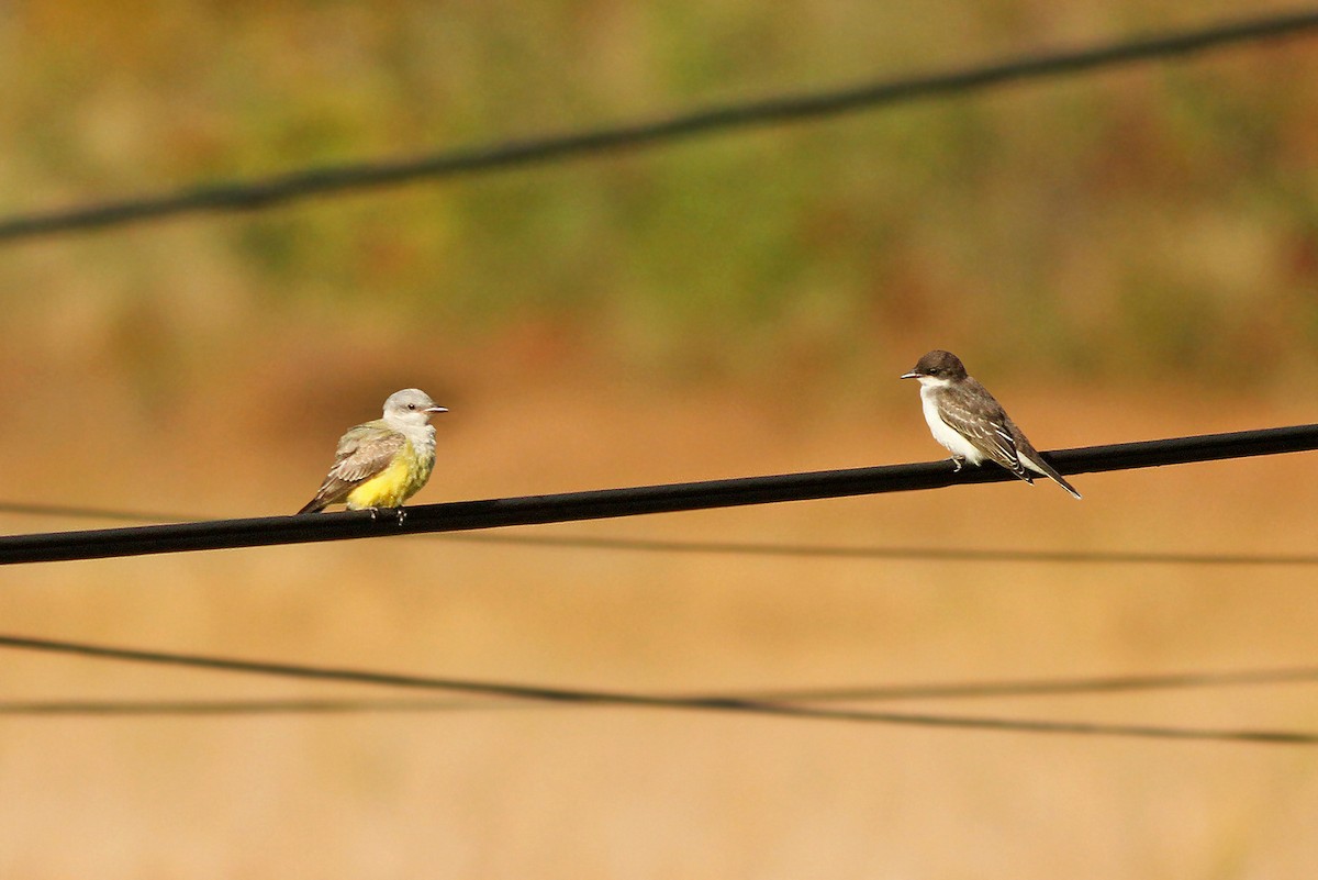 Western Kingbird - ML36046721