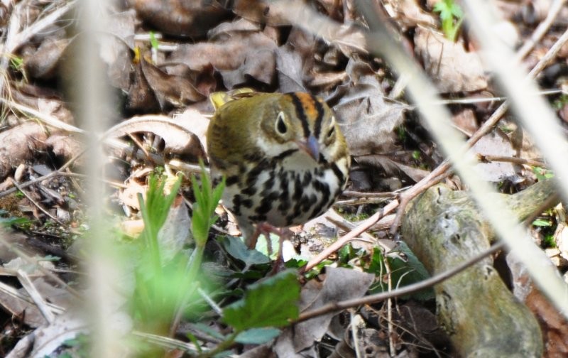 Ovenbird - ML36046821