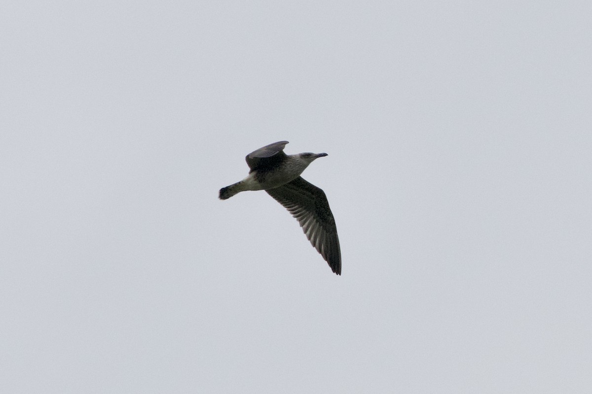 Yellow-legged Gull (michahellis) - ML360469161