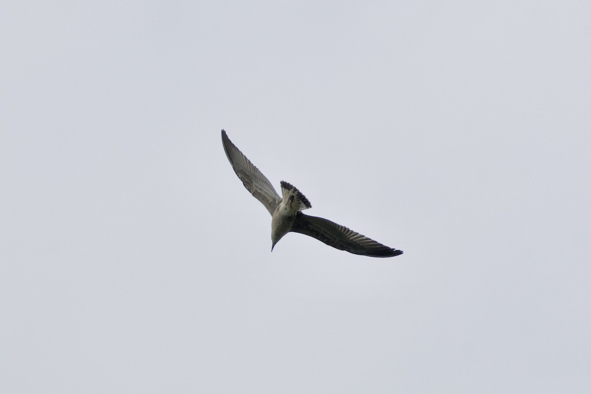 Yellow-legged Gull (michahellis) - ML360469201