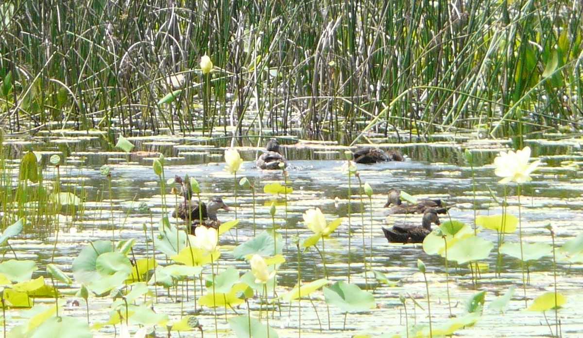 Mottled Duck - ML360470541