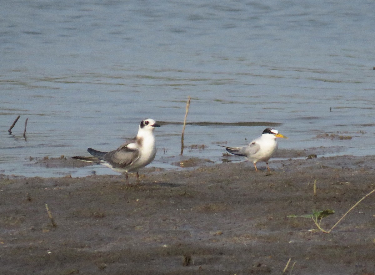 Least Tern - ML360470931