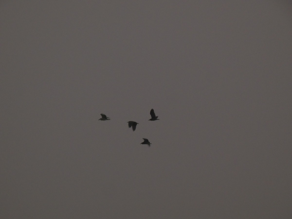 Black-crowned Night Heron - ML360471371