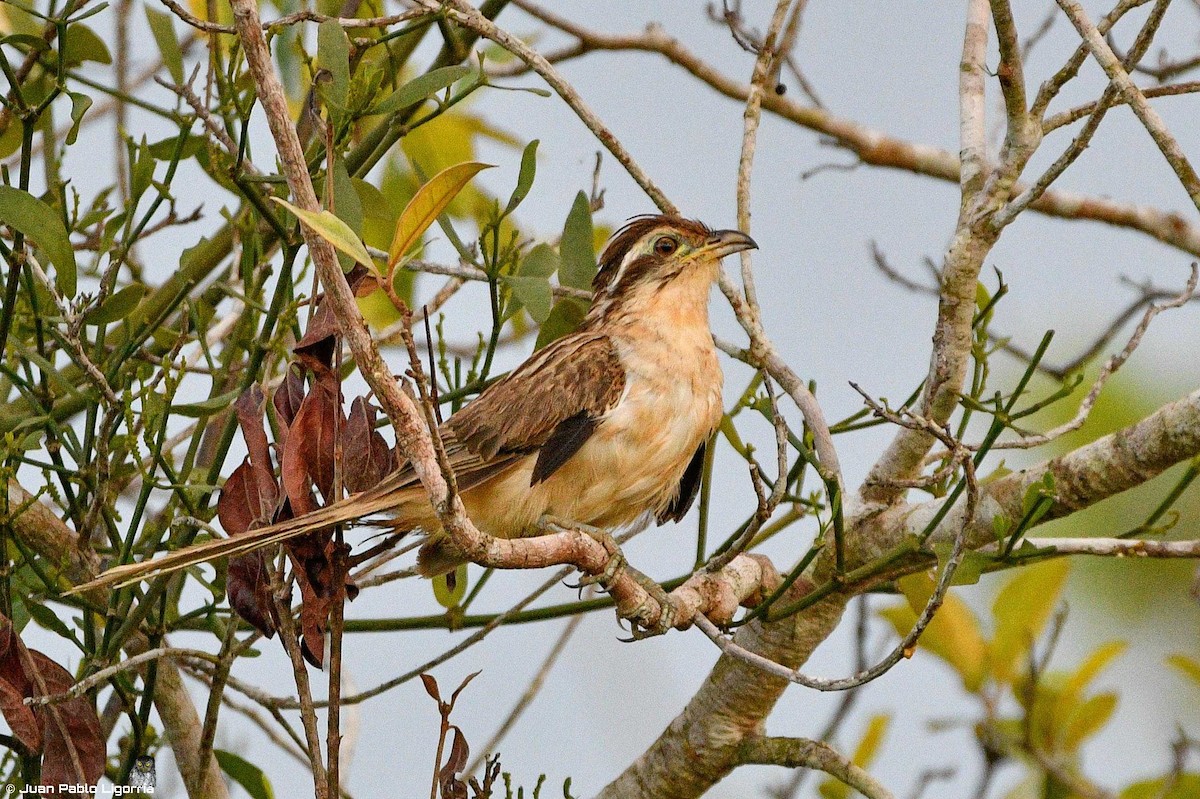 Striped Cuckoo - ML360471981