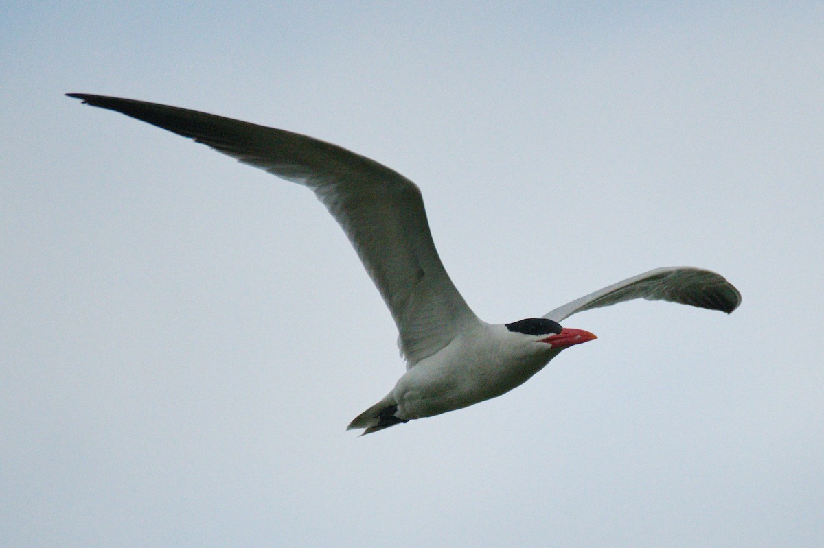 Caspian Tern - Leslie Correia