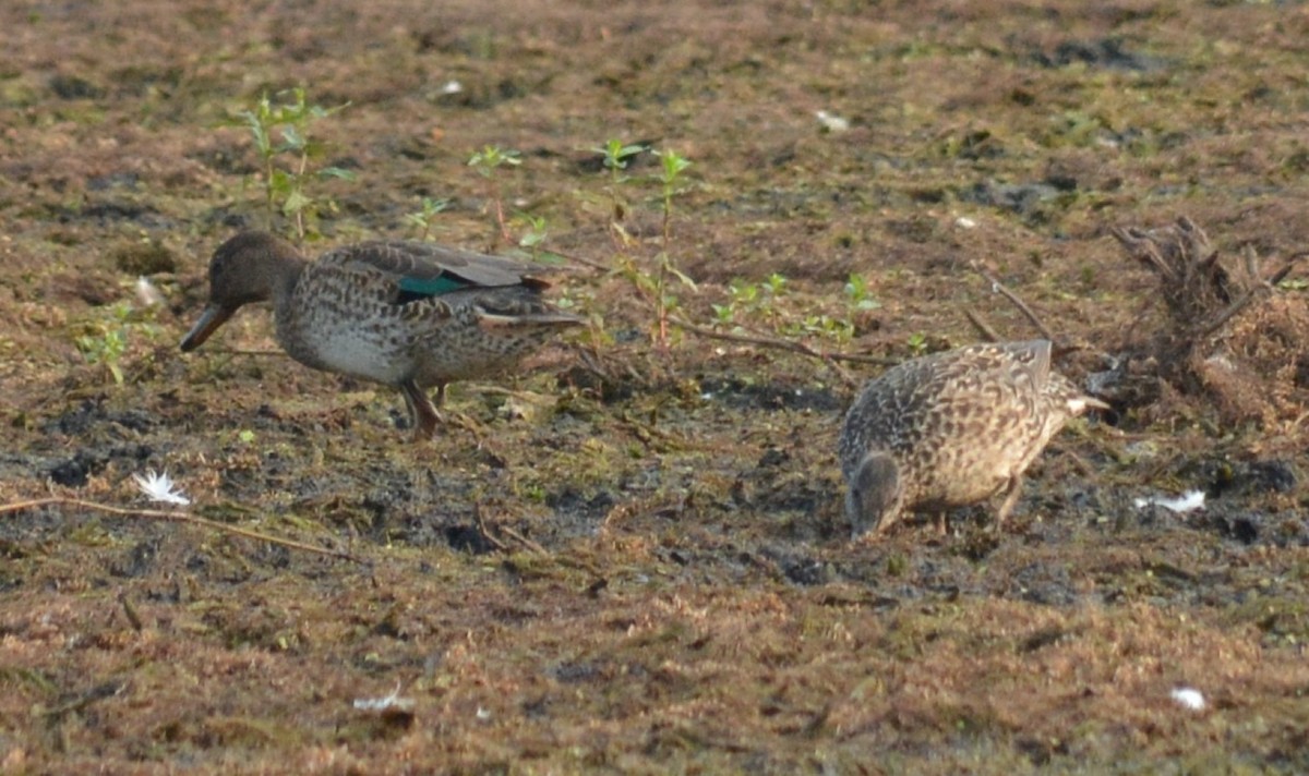 Green-winged Teal - ML360473851