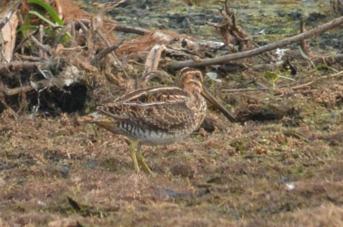 Wilson's Snipe - ML360473881