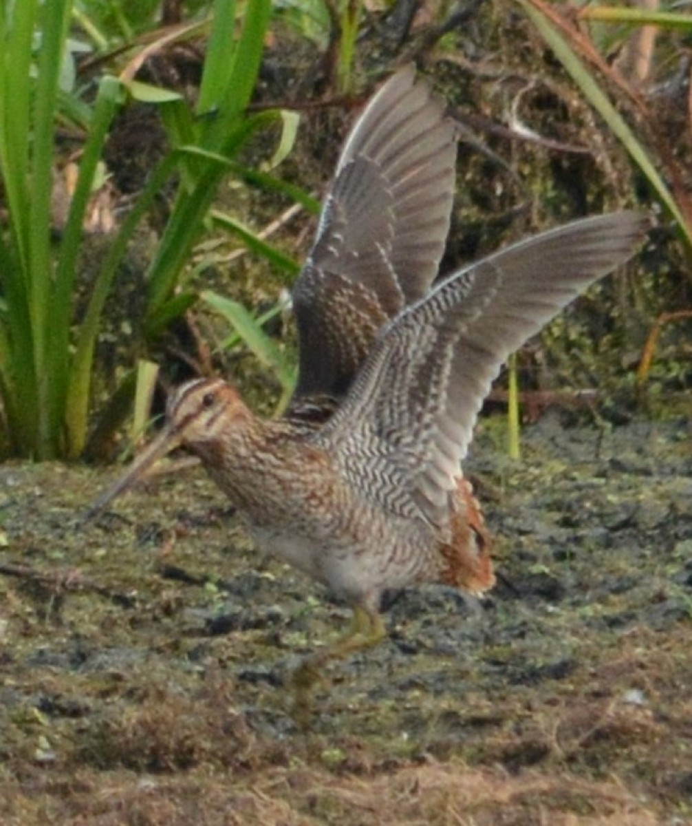 Wilson's Snipe - Jeanne Cimorelli