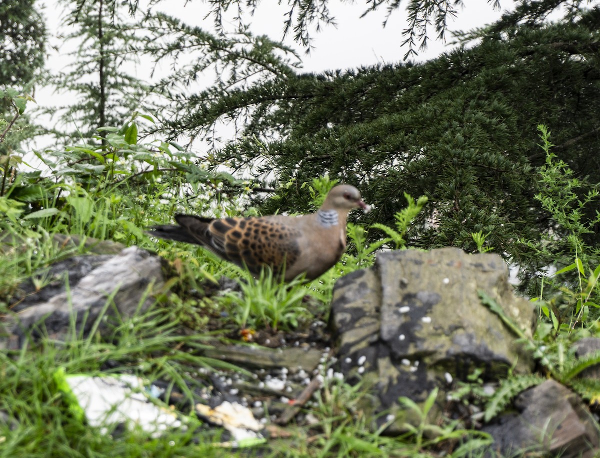 Oriental Turtle-Dove - ML360474211