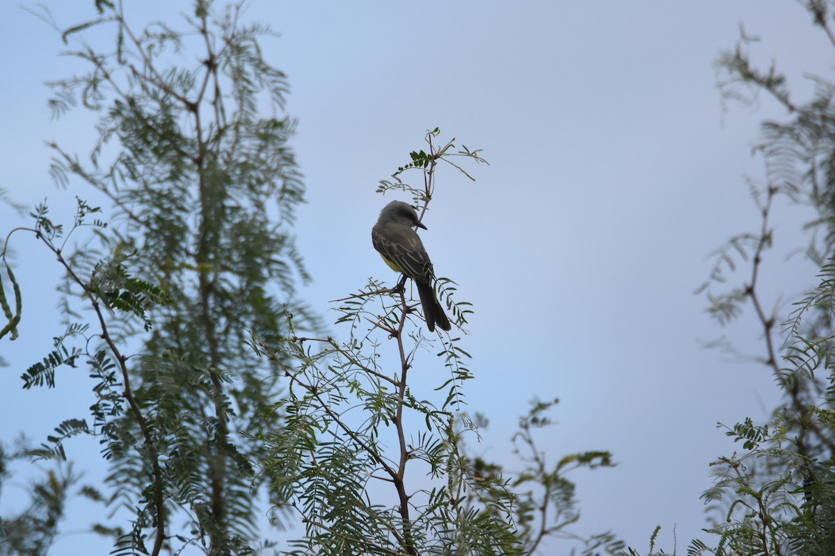 Tropical Kingbird - ML360474511