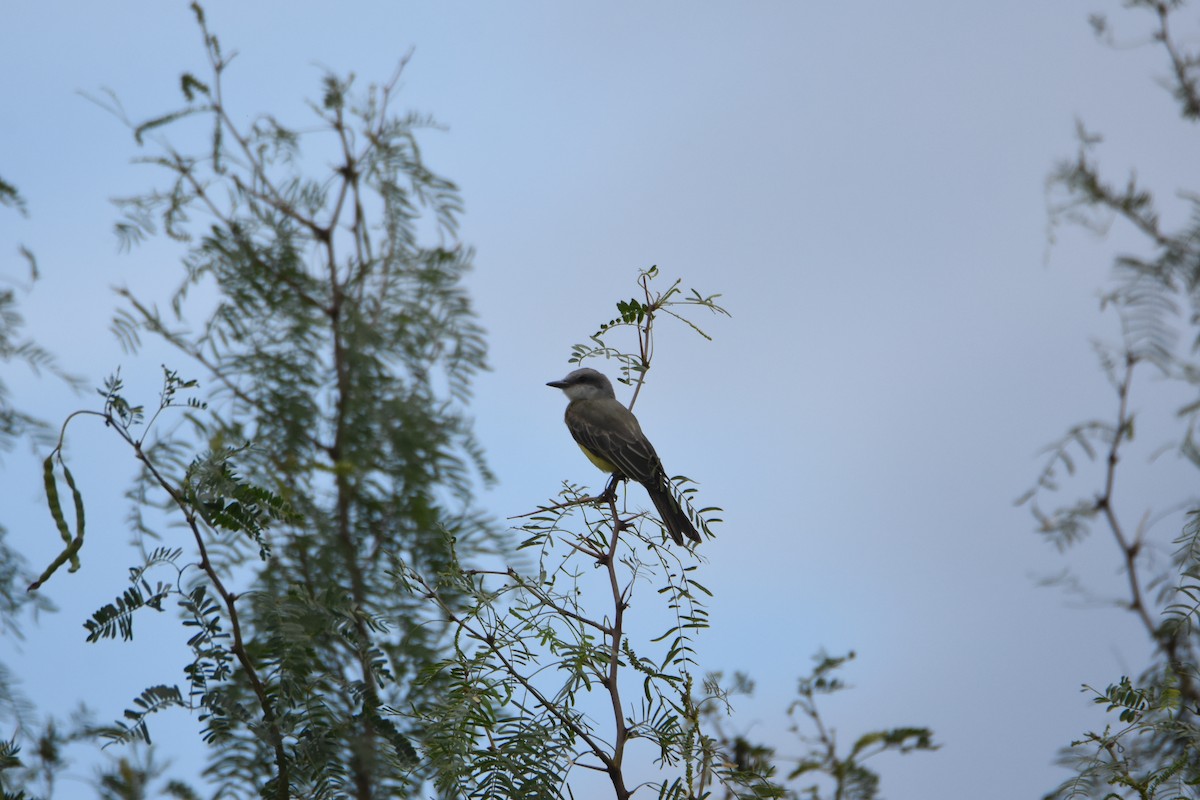 Tropical Kingbird - ML360474601