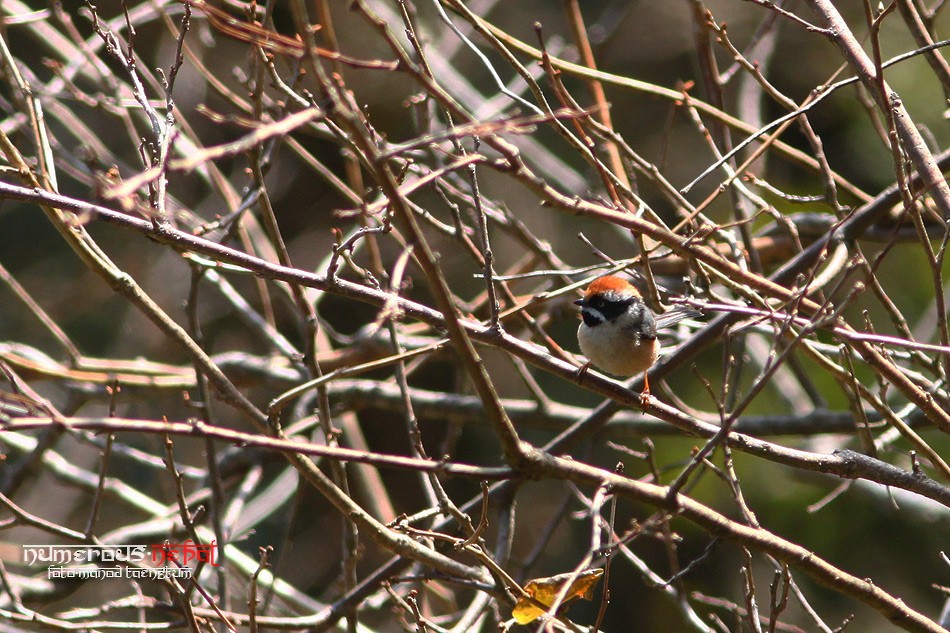 Black-throated Tit - ML360474641