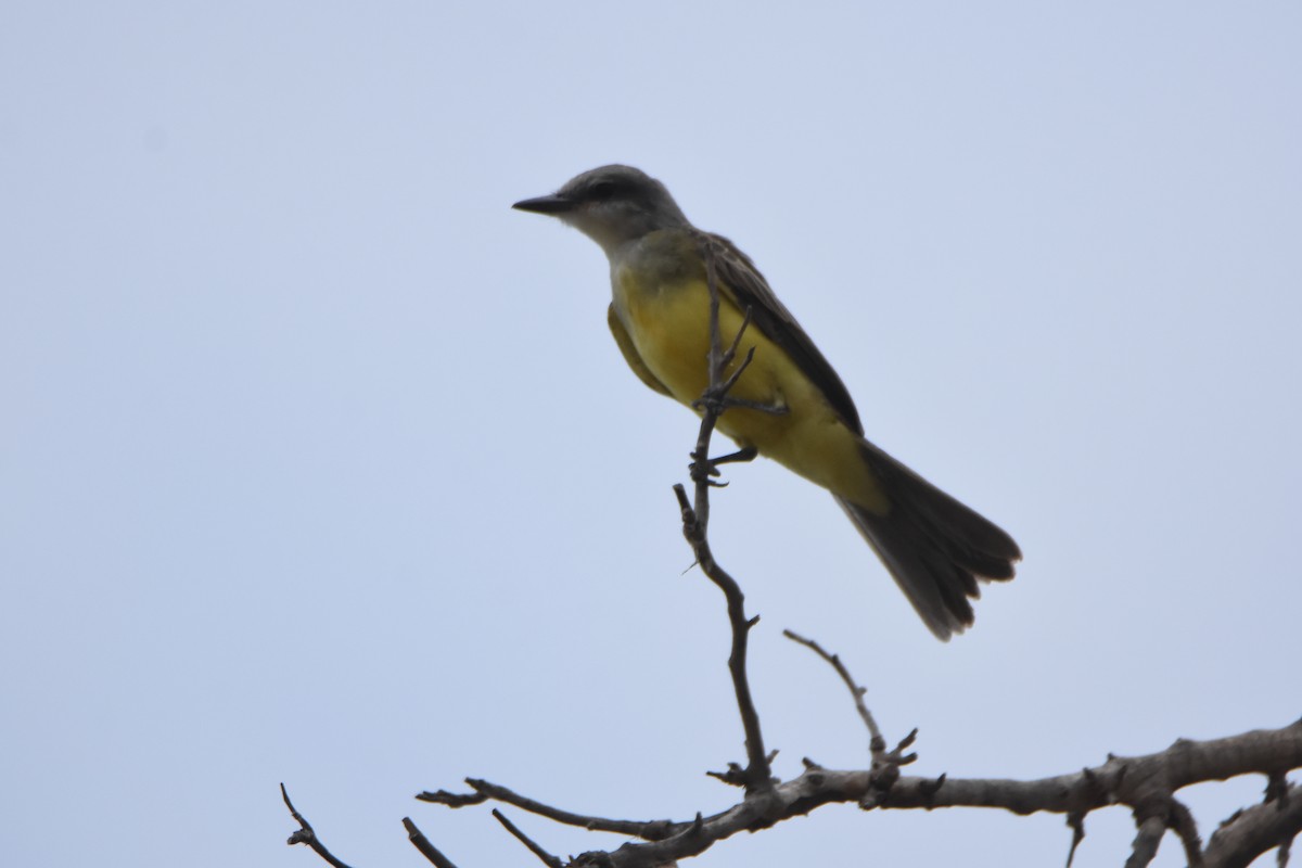 Tropical Kingbird - ML360474651