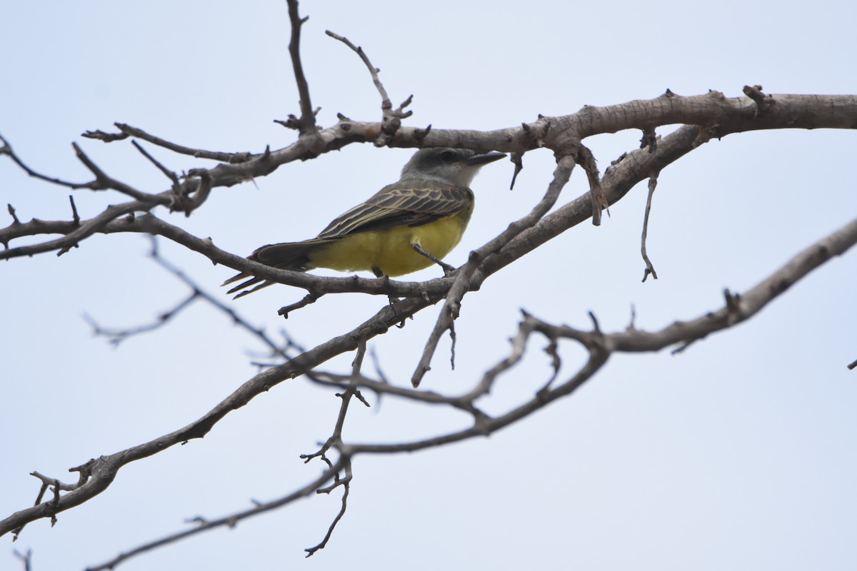 Tropical Kingbird - ML360474731