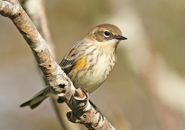 lesňáček žlutoskvrnný (ssp. coronata) - ML36047581