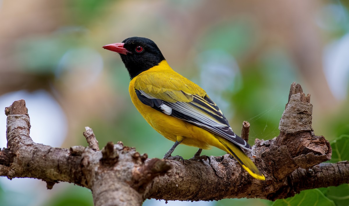 African Black-headed Oriole - ML360477951