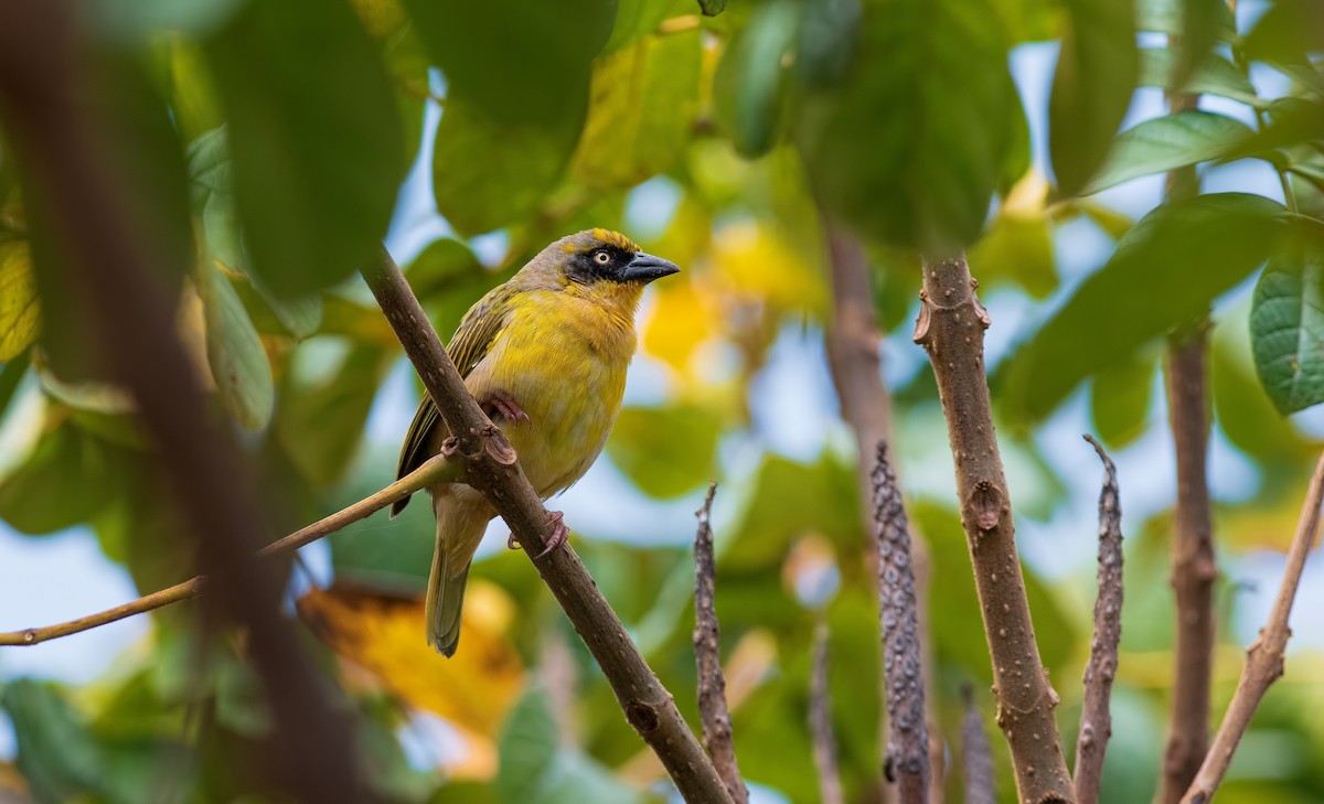 Baglafecht Weaver - Shailesh Pinto