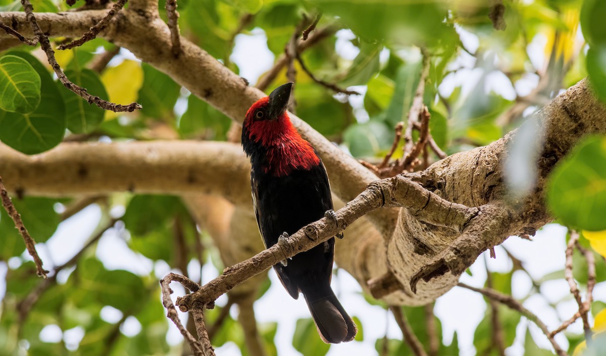 Black-billed Barbet - ML360478041