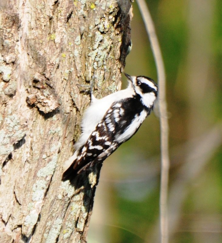 Downy Woodpecker - Adam Wood