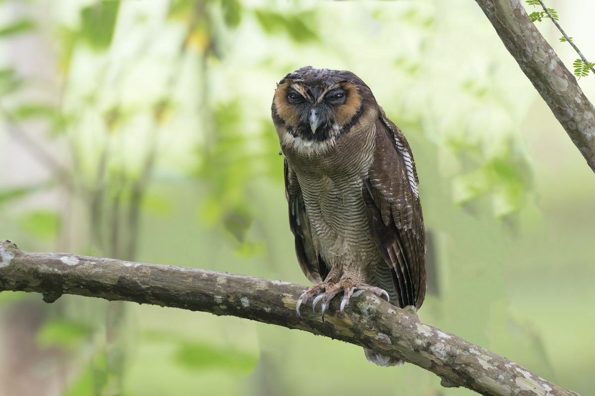 Brown Wood-Owl - ML360480261
