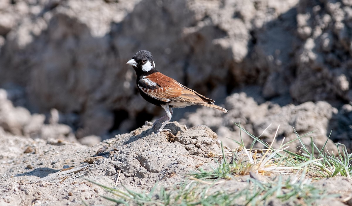 Chestnut-backed Sparrow-Lark - ML360481511