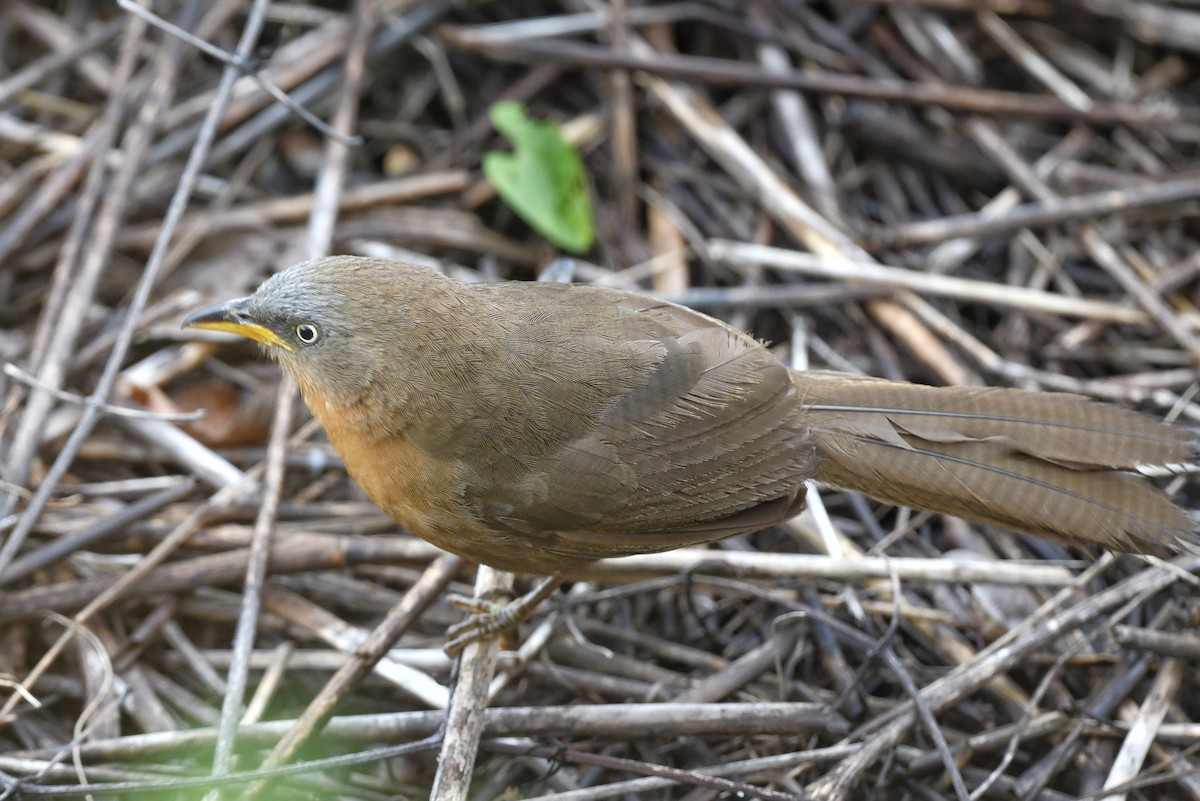 Orangebauch-Drosselhäherling - ML360482051