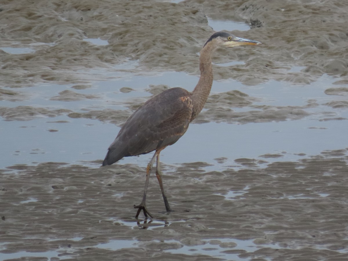 Great Blue Heron - Laura Burke