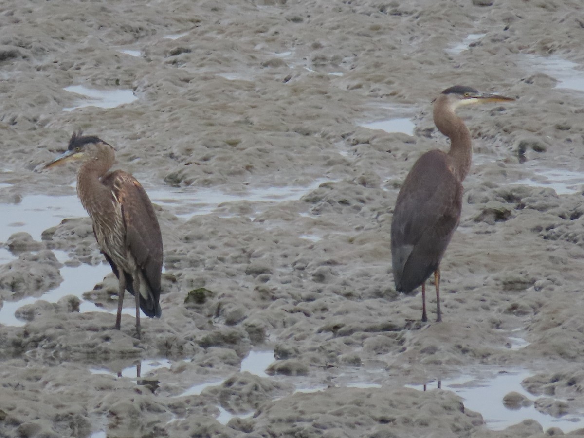 Great Blue Heron - ML360482091