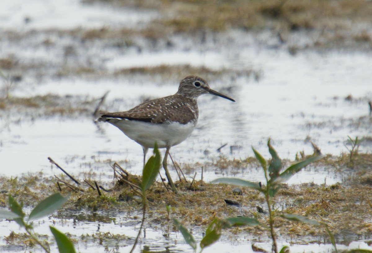 Solitary Sandpiper - ML360482161