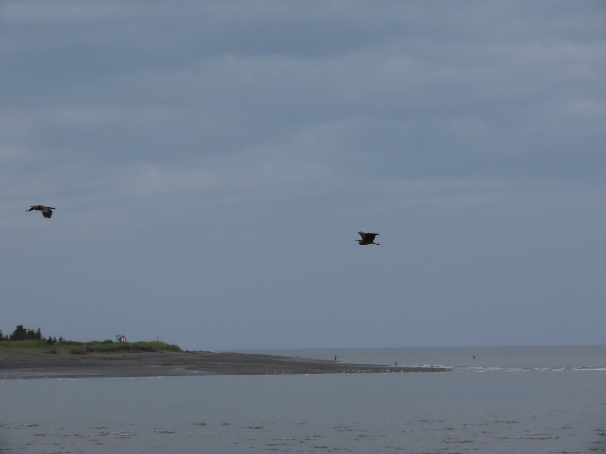 Great Blue Heron - ML360482171