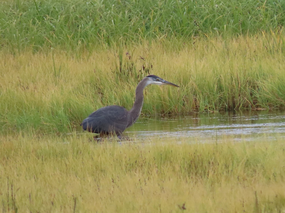 Garza Azulada - ML360482221