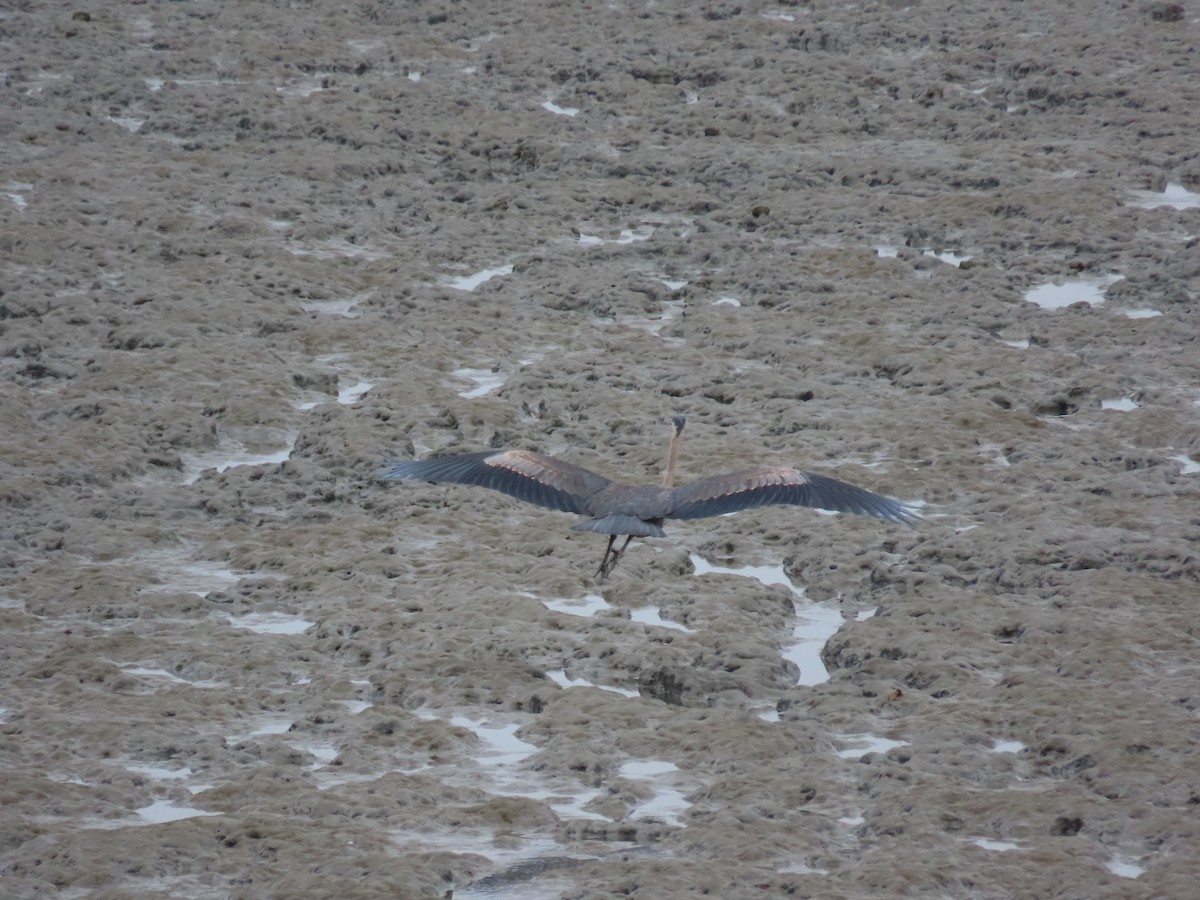 Great Blue Heron - ML360482521