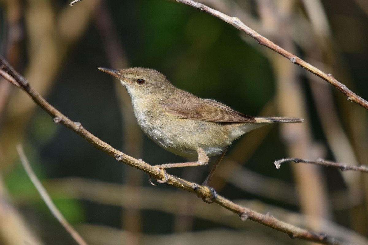 Blyth's Reed Warbler - ML360482771