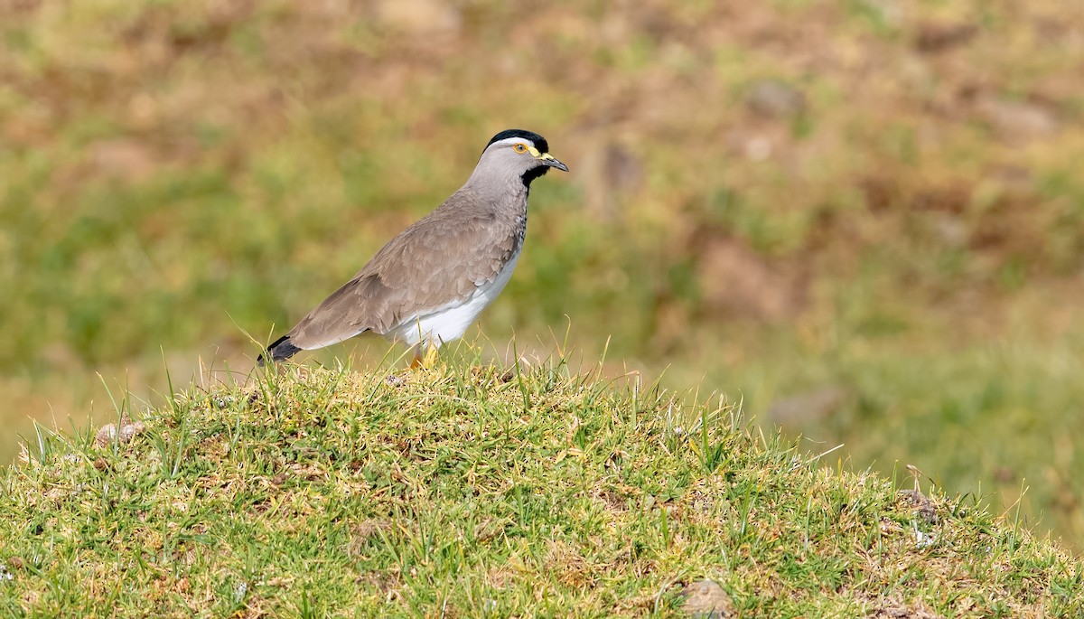 Spot-breasted Lapwing - ML360483011