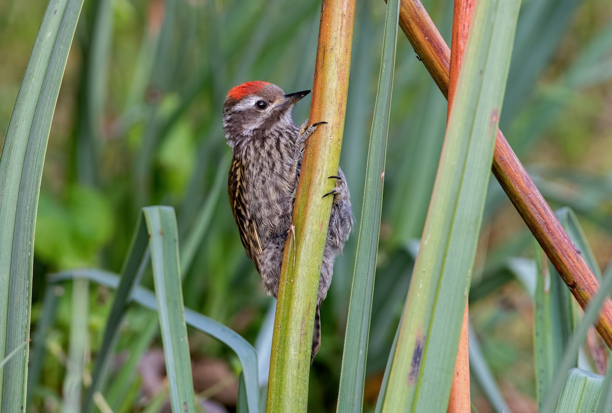 Abyssinian Woodpecker - ML360483131