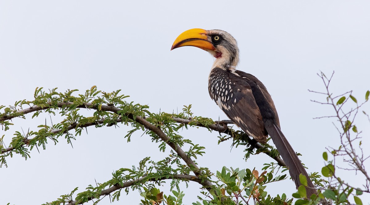 Eastern Yellow-billed Hornbill - ML360483451