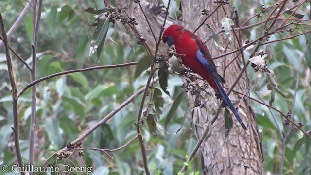 アカクサインコ - ML360484111