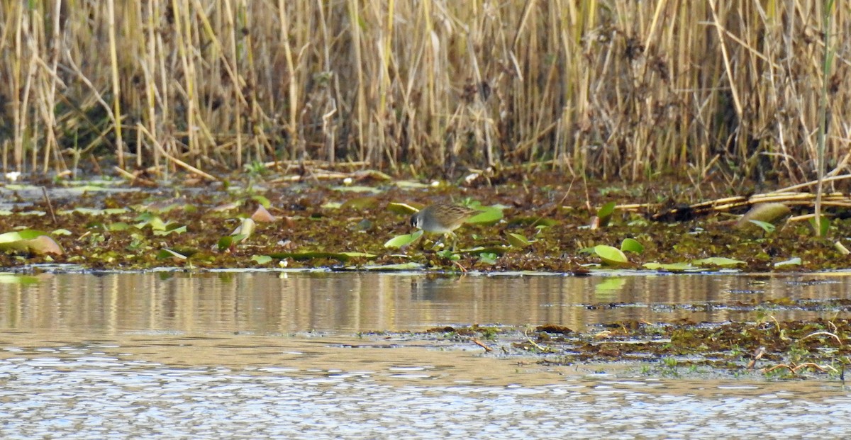 White-browed Crake - ML360484891