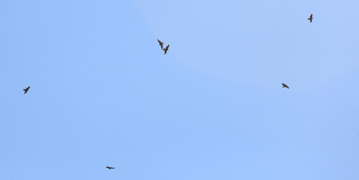 Broad-winged Hawk - ML36048541