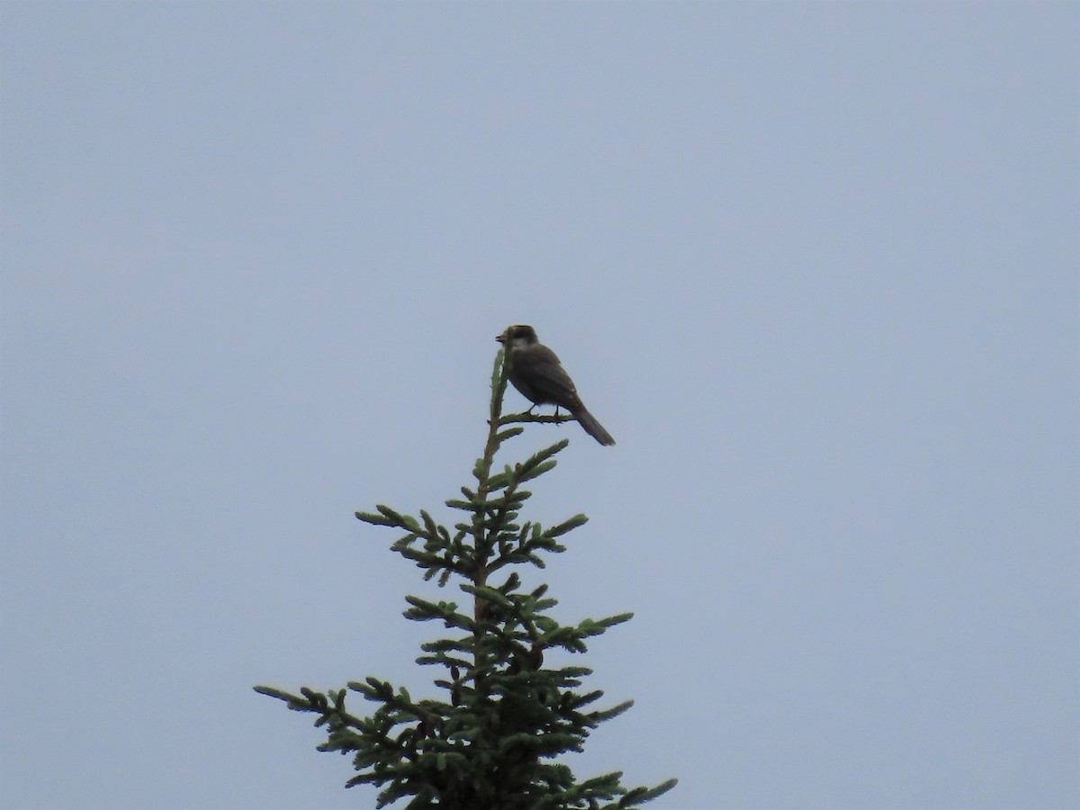 Canada Jay - ML360485511