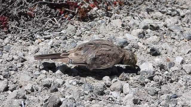 Horned Lark - ML360485701