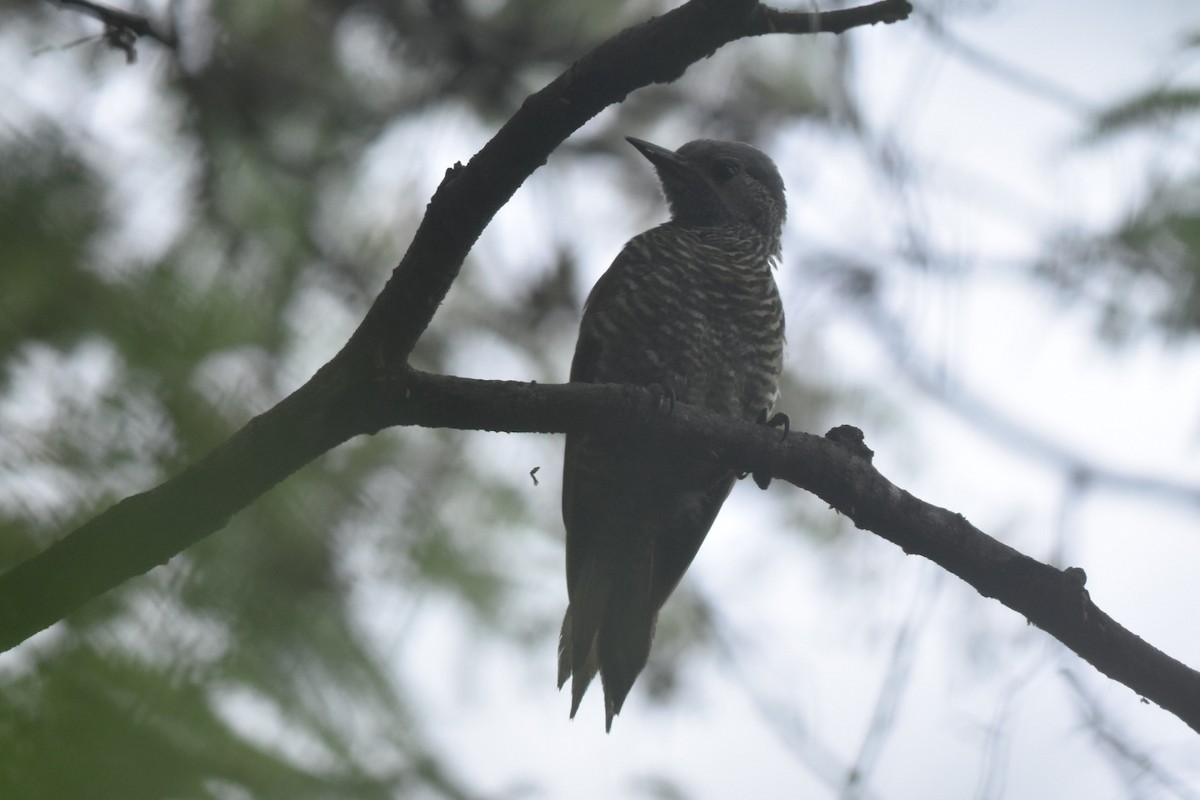 Gray-crowned Woodpecker - ML360486981