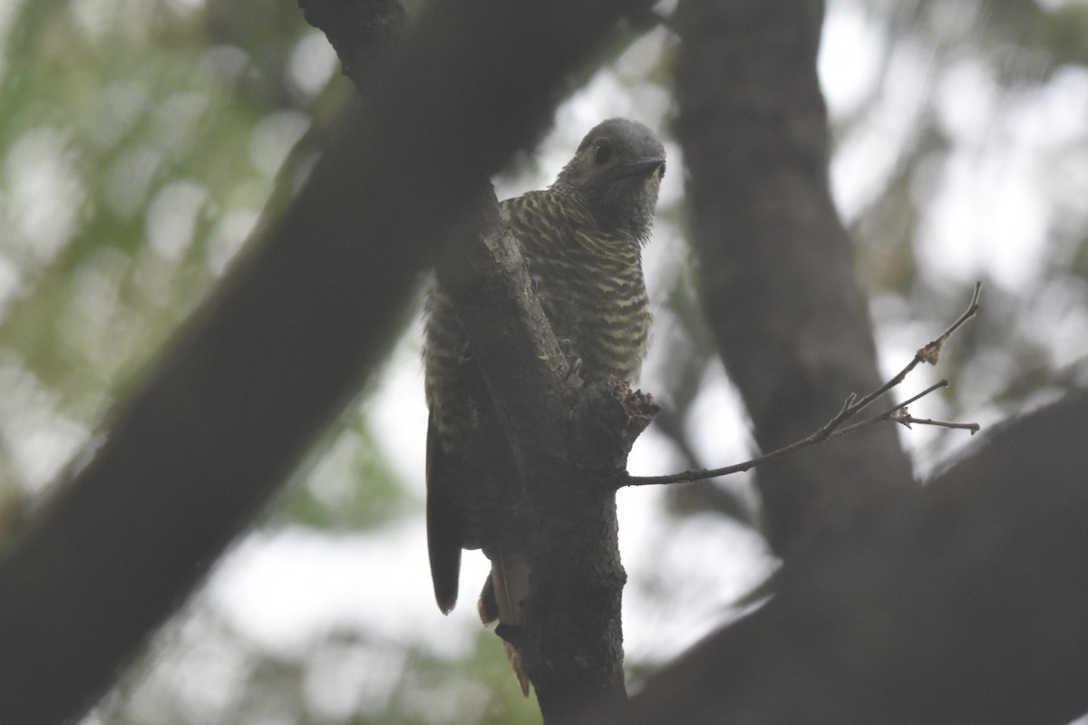 Gray-crowned Woodpecker - ML360487021