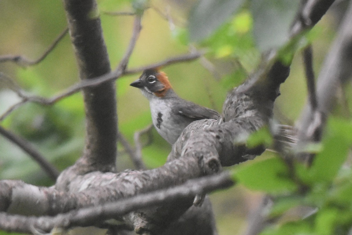 Rusty-crowned Ground-Sparrow - Caleb Strand
