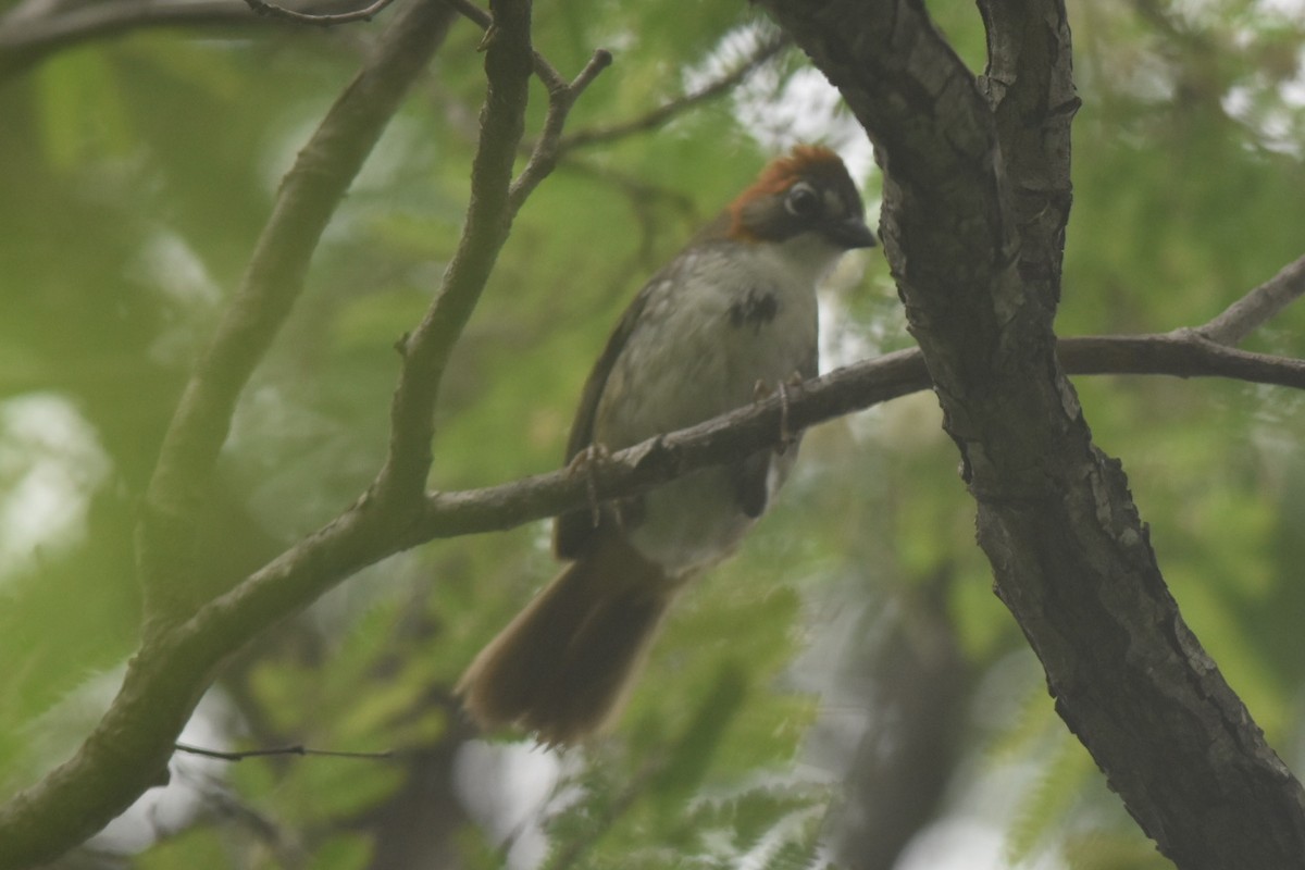 Rusty-crowned Ground-Sparrow - Caleb Strand