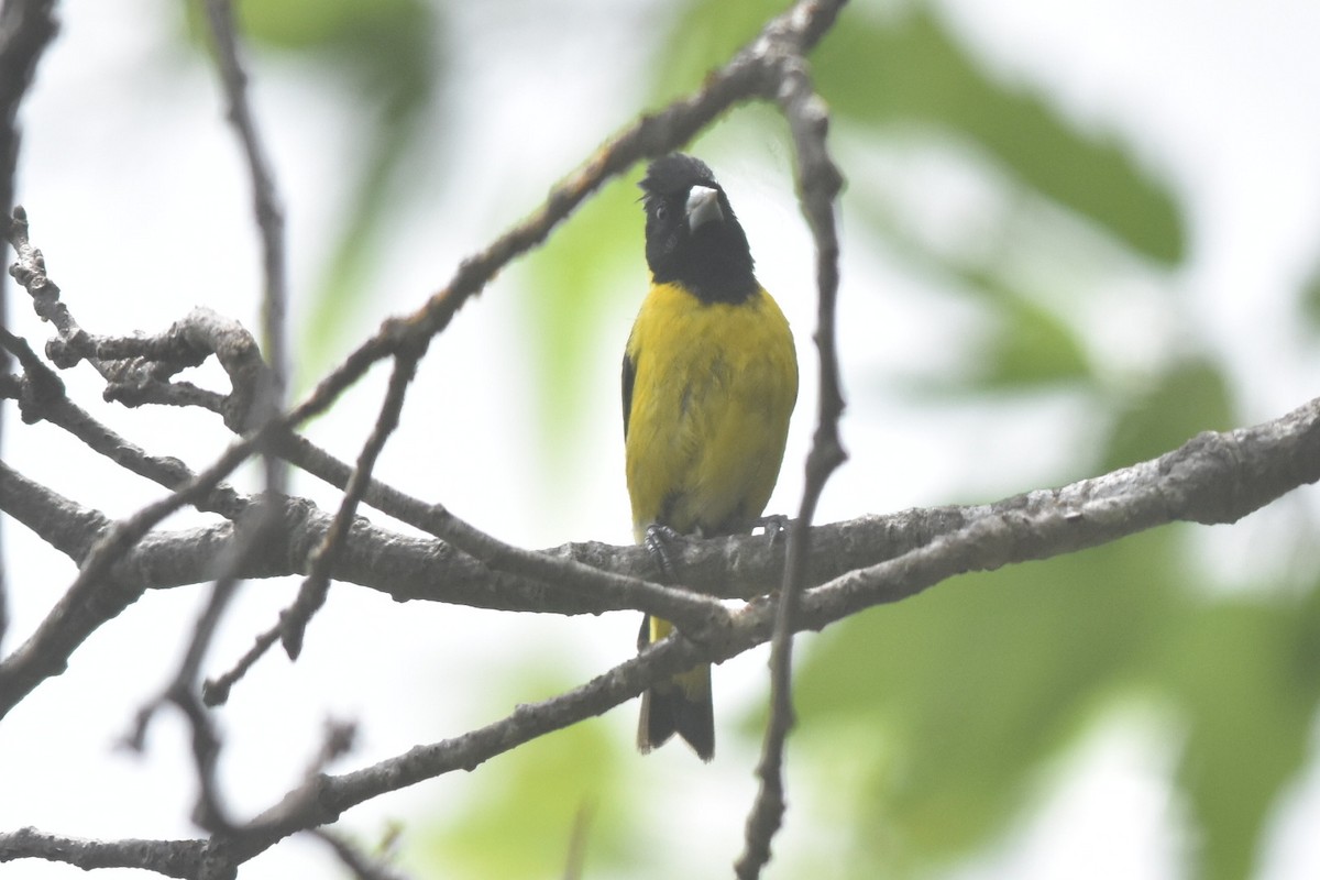 Black-headed Siskin - ML360487551